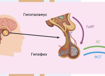 Гормон лг это