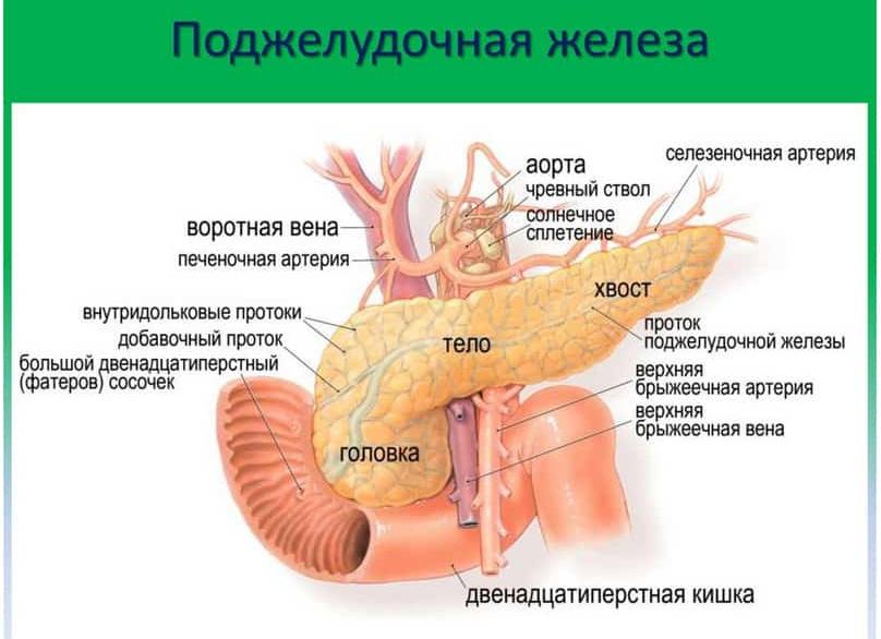 Что выделяет поджелудочная железа