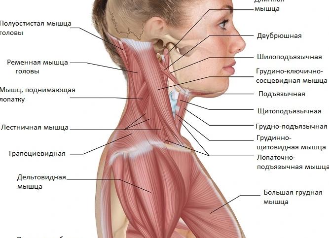Болит мышца на шее слева