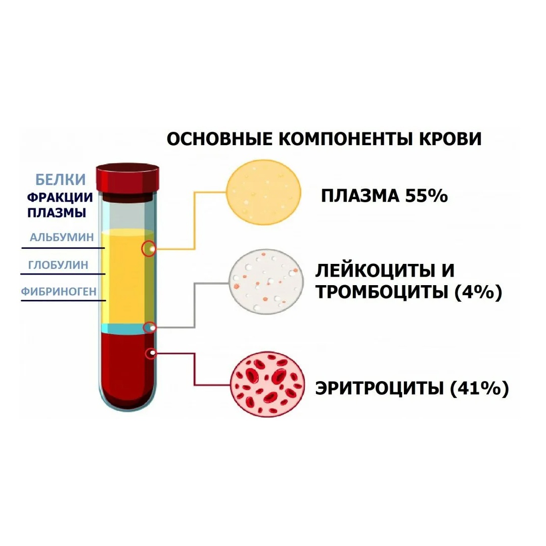 Альбумин глобулин и