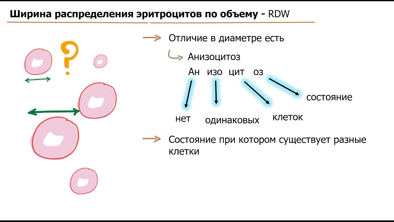 Гетерогенность эритроцитов по объему повышена что это