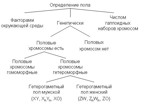 Как определить пол