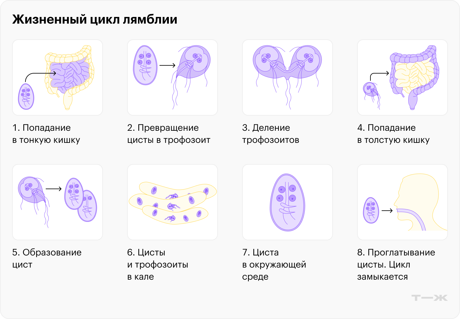 Как сдать анализ на лямблии взрослому