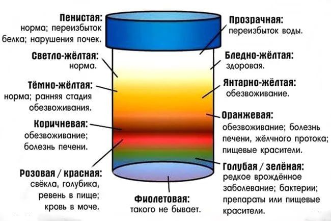 Какого цвета моча у здорового человека