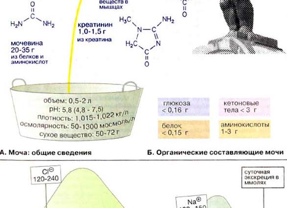 Моча из чего состоит