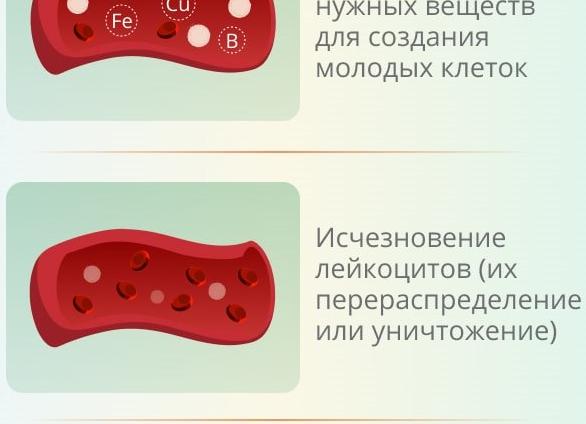 Лейкоциты высокие в крови