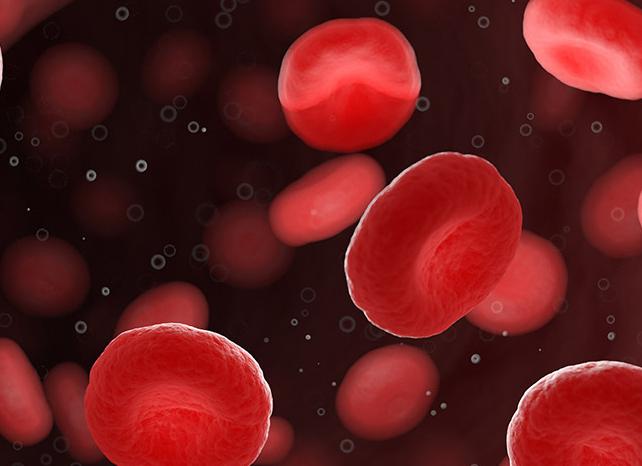 Красные тельца в крови Красные тельца в крови