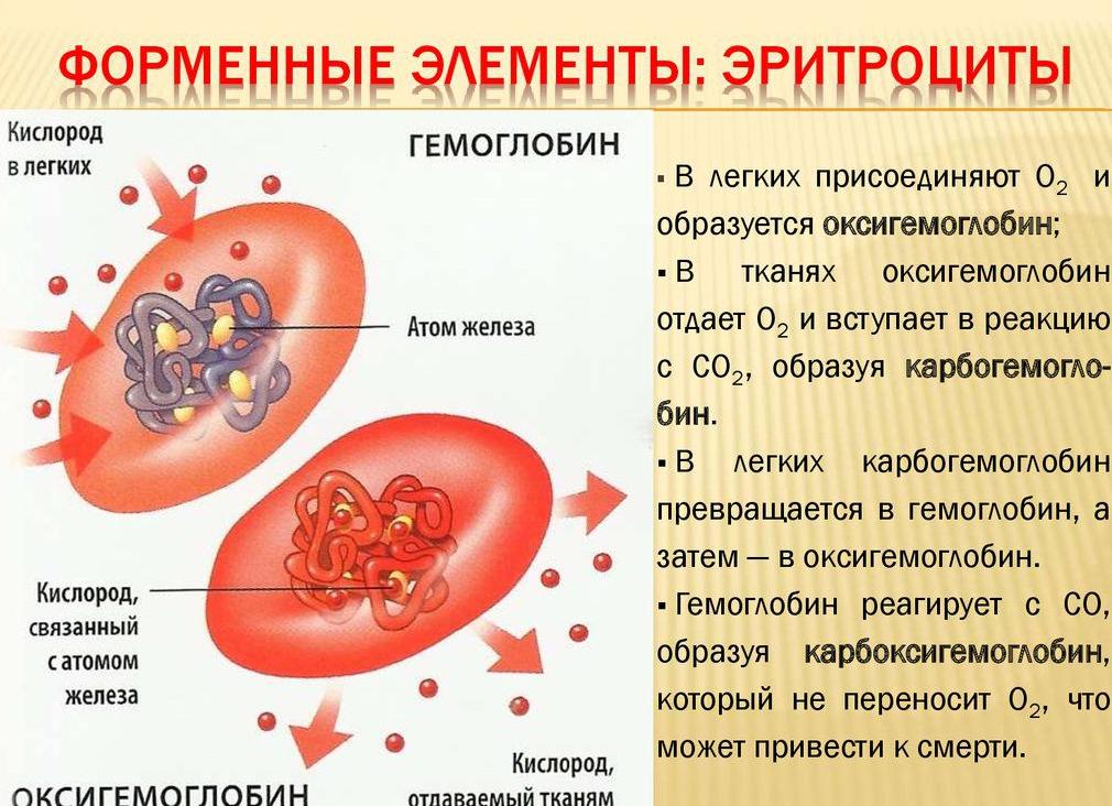 Какую функцию выполняет гемоглобин