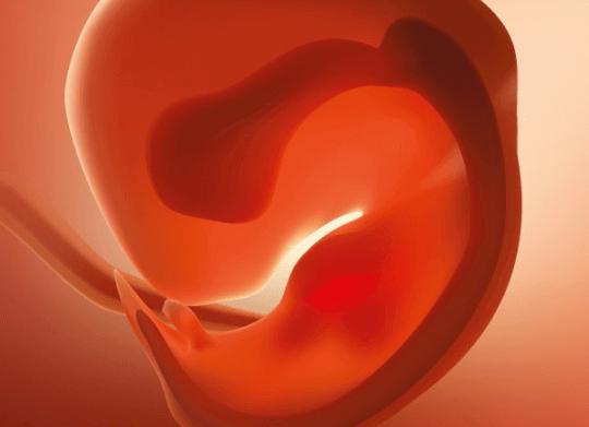 Как выглядит эмбрион в 4 недели фото Как выглядит эмбрион в 4 недели фото