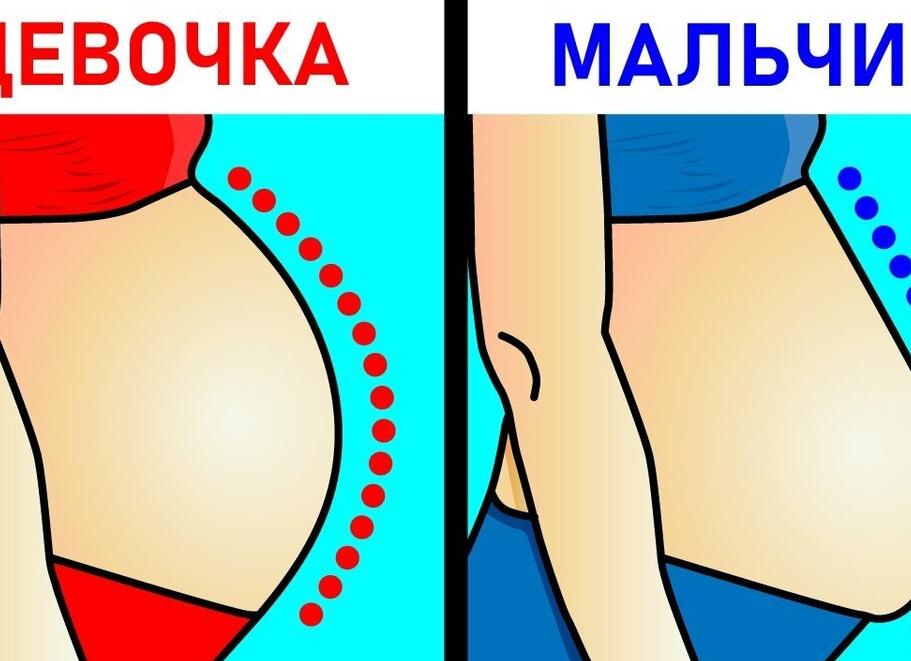 Как узнать по животу кто будет мальчик или девочка