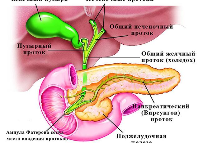 Холедох что это такое норма