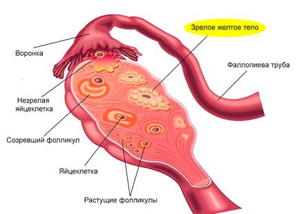 Где вырабатывается прогестерон у женщин