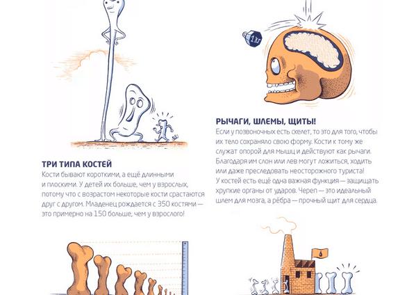 Функция эритроцитов в крови человека