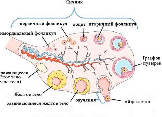 Фолликулогенез что такое