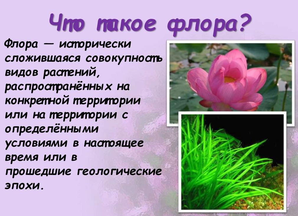 Что значит флора