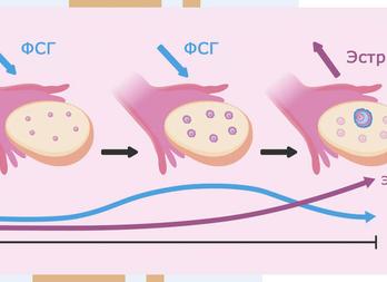 Анализ крови на фсг у женщин
