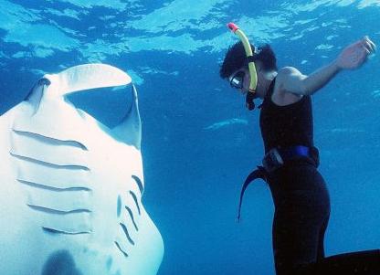 Манту как правильно называется