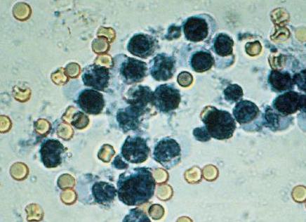 Лейкоциты в кале