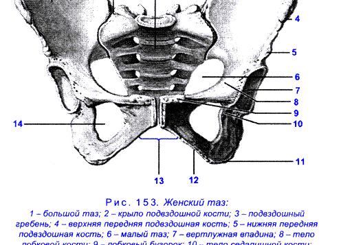 Фото таз женский