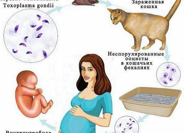 Что такое внутриутробная инфекция