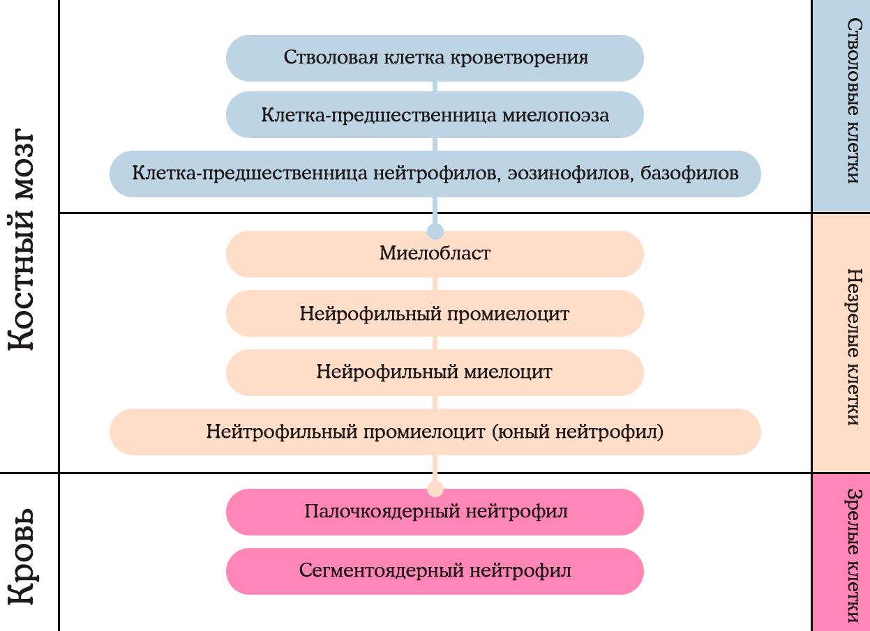 Что такое сдвиг лейкоцитарной формулы влево Что такое сдвиг лейкоцитарной формулы влево