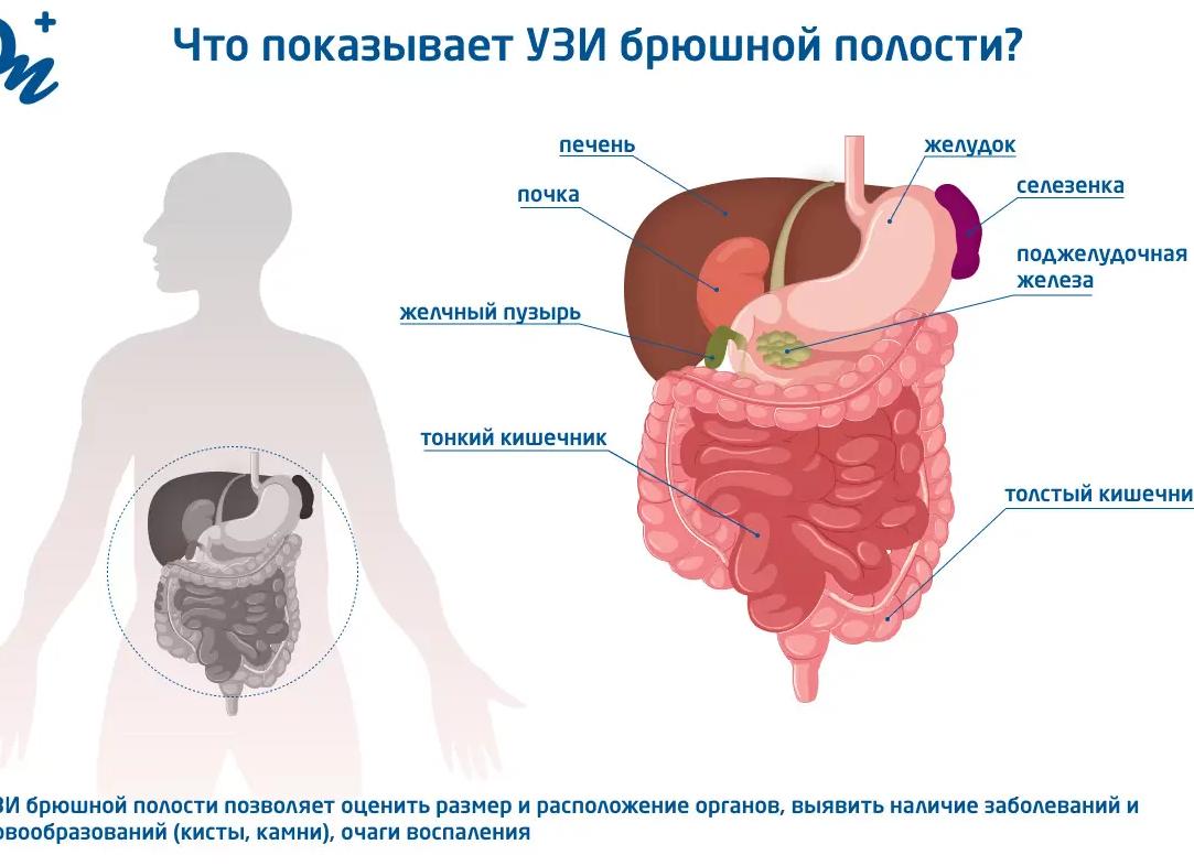 Что показывает узи селезенки