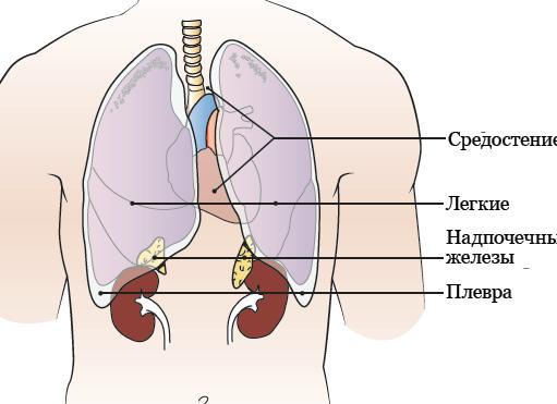 Биопсия что показывает