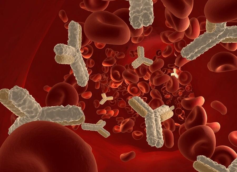 Антитела в крови