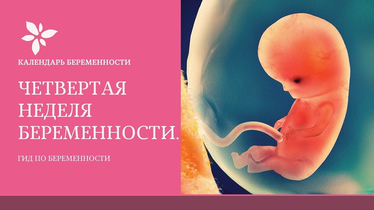 Как выглядит эмбрион в 4 недели фото