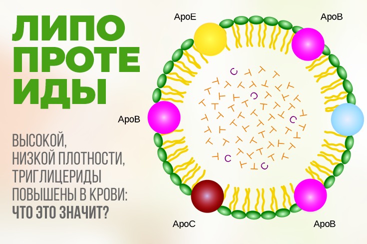 Липопротеиды высокой плотности повышены