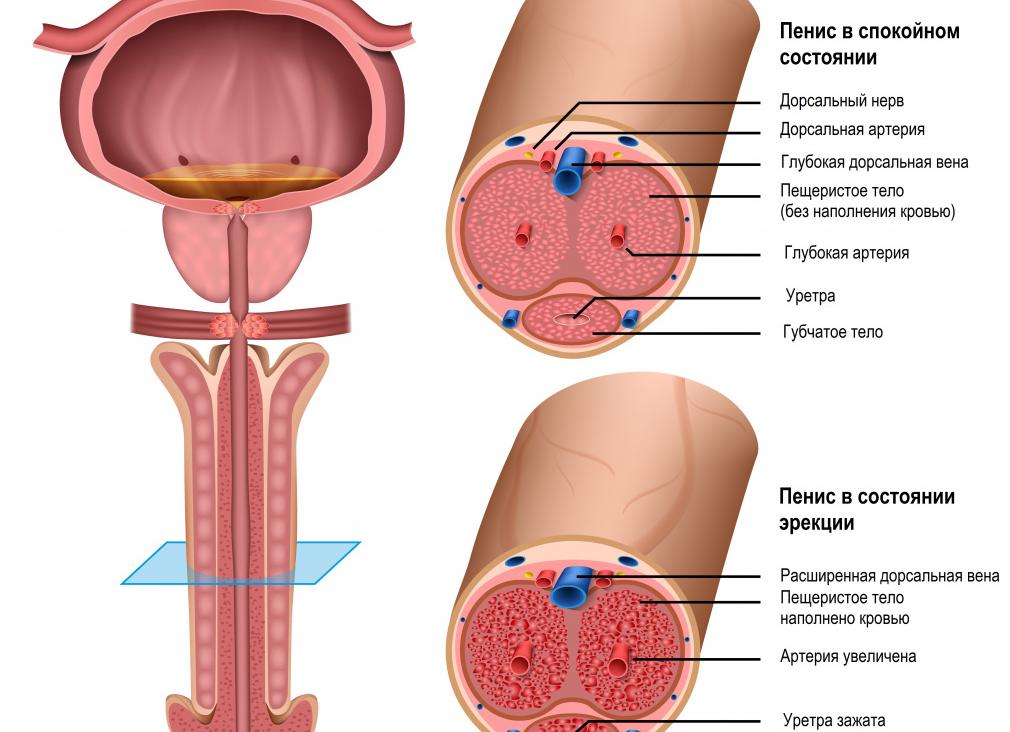 Мочеиспускательный канал болит Мочеиспускательный канал болит