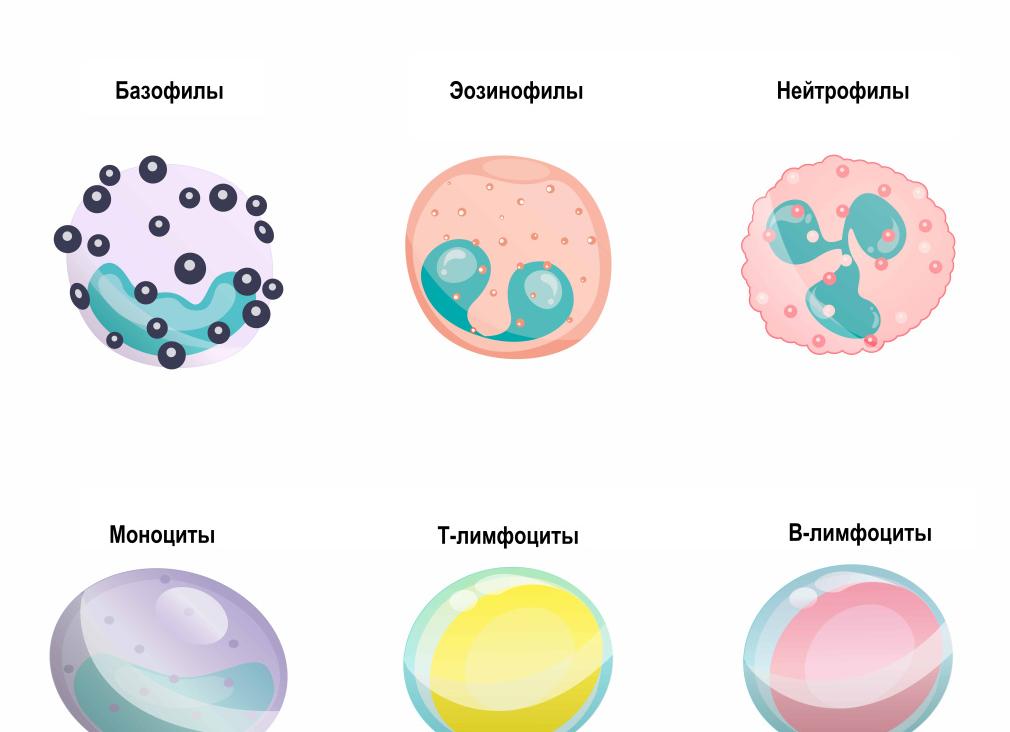 Лимфоциты ниже нормы что это значит у взрослого