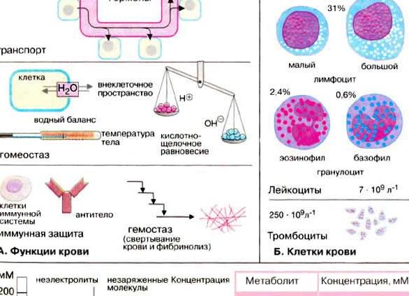 Кровь и ее состав