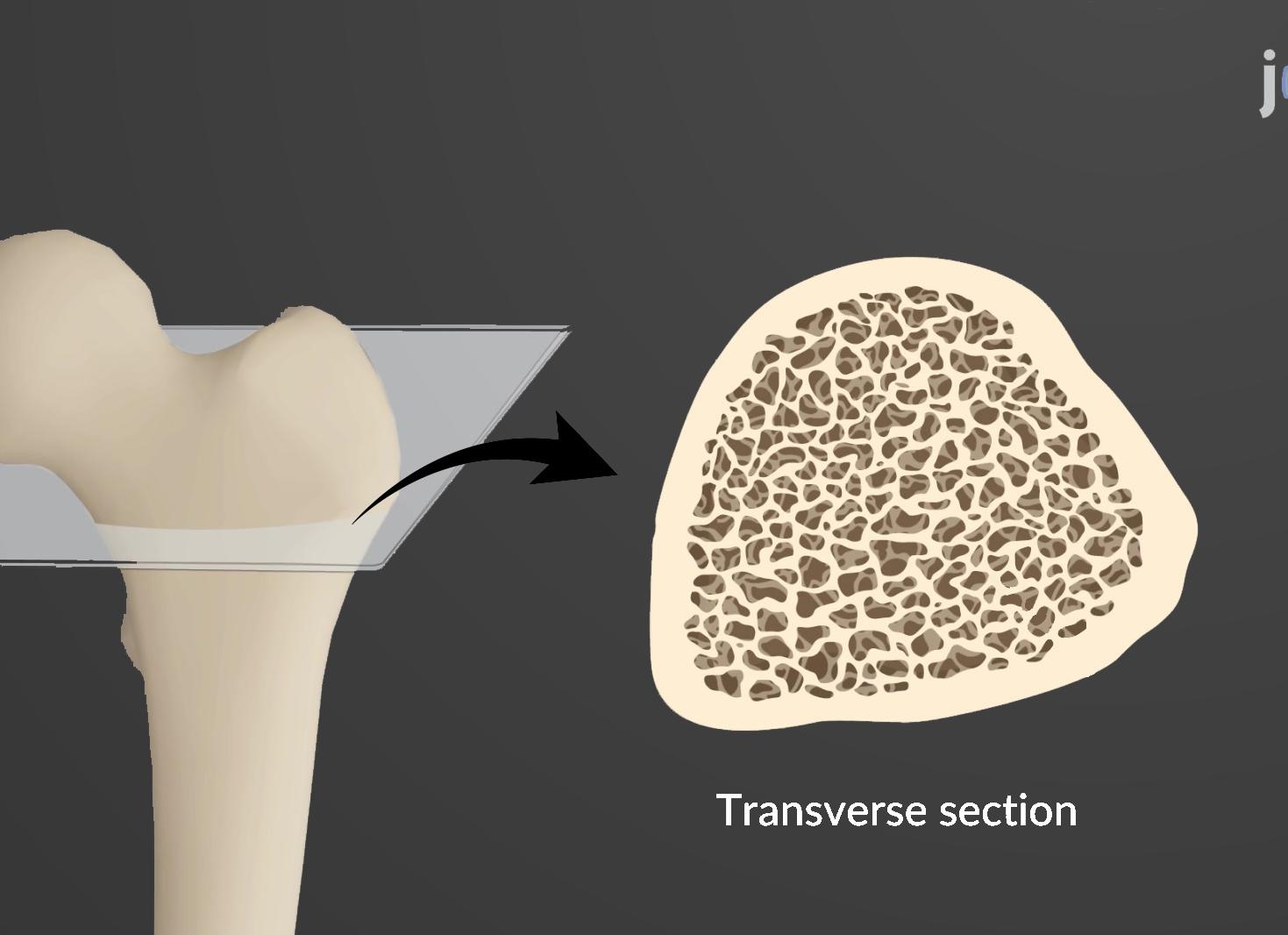 Костная ткань губчатая