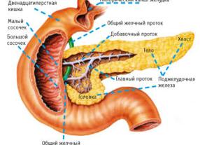 Какой орган отвечает за сахар в крови