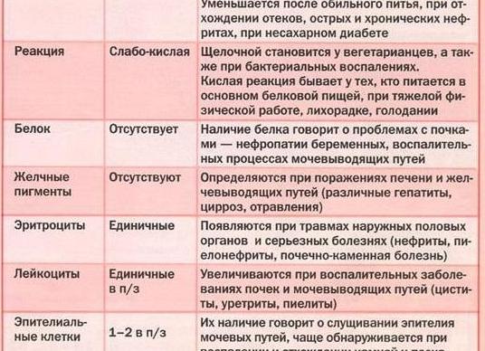 Белок в моче у ребенка что это означает