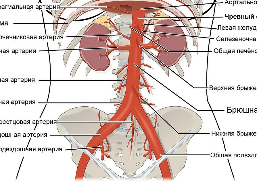 Артерии брюшной полости