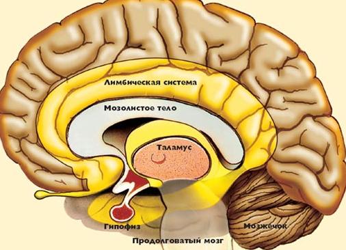 Агенезия мозолистого тела головного мозга последствия