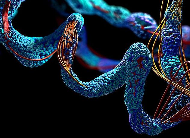 Белка много в крови