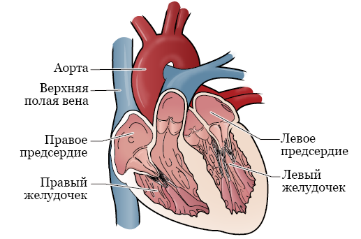 Как проверить есть ли в организме рак