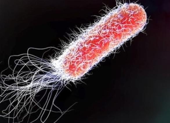 Кишечные палочки виды