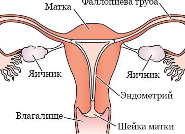 Функции яичников в женском организме