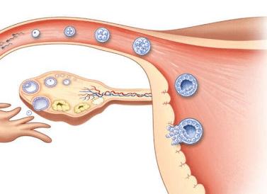 Если яйцеклетка оплодотворилась какие признаки