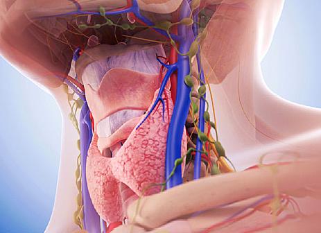 Щитовидка рыхлая что это значит