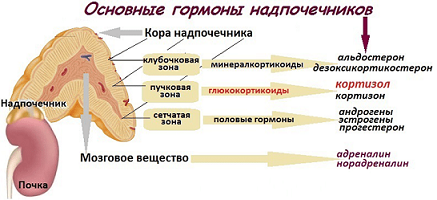 Гормон коры надпочечников