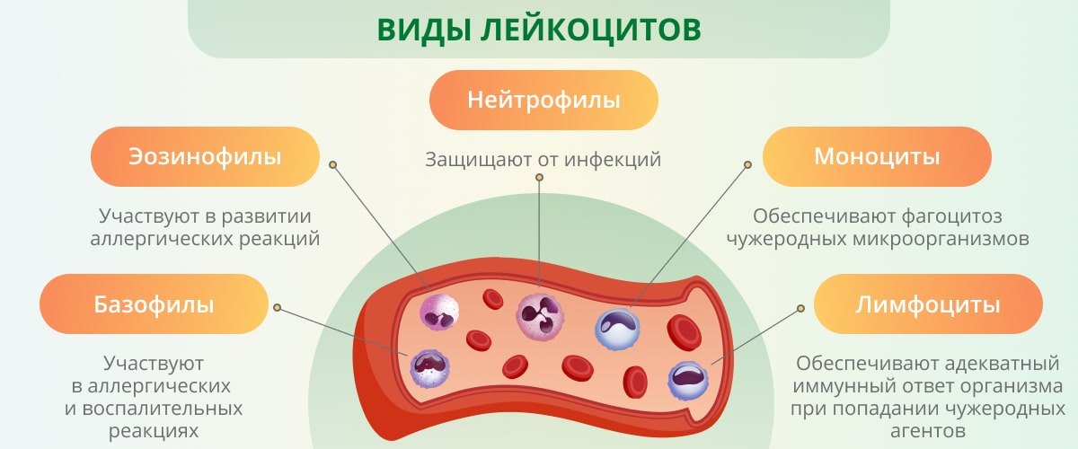 Лейкоформула крови расшифровка у взрослых