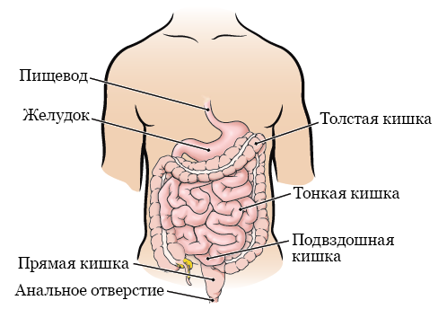 Можно ли анализ кала хранить в холодильнике на ночь