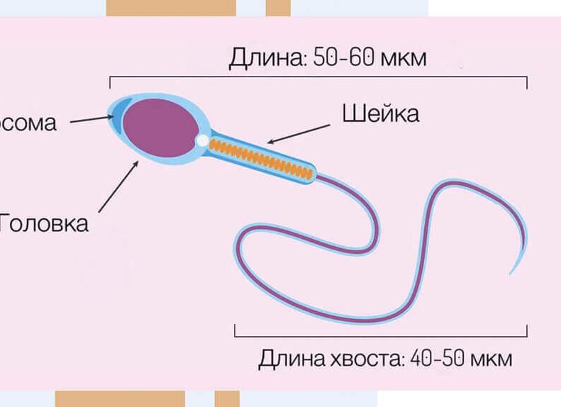 Как самостоятельно расшифровать спермограмму