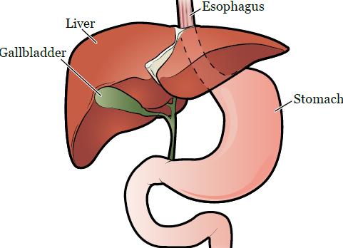 Как подготовиться к операции на желчном пузыре