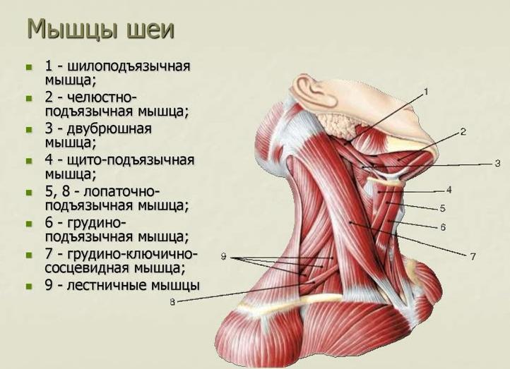 Голова и шея